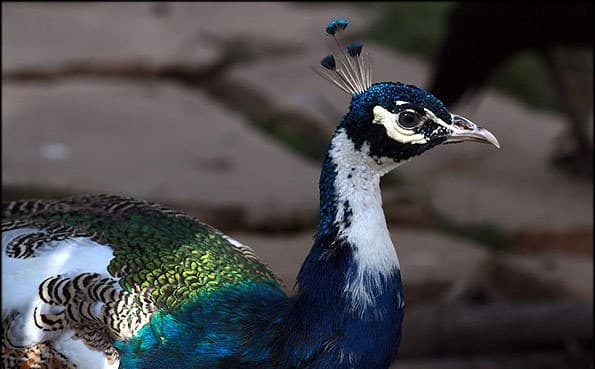 Bird Garden-Shiraz-sepehrseir