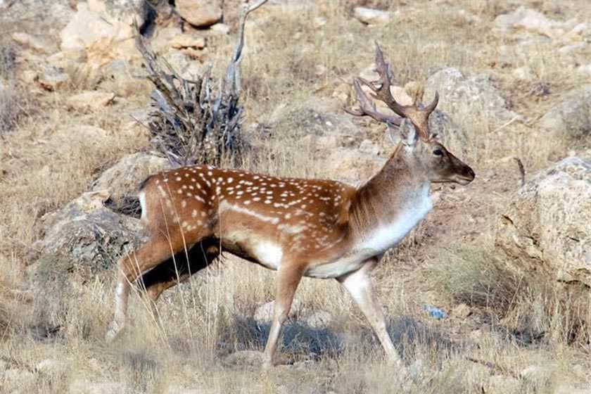 Bemo National Park - Shiraz-sepehrseir