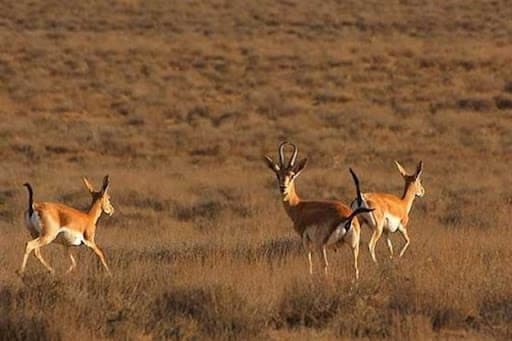 Bemo National Park - Shiraz-sepehrseir