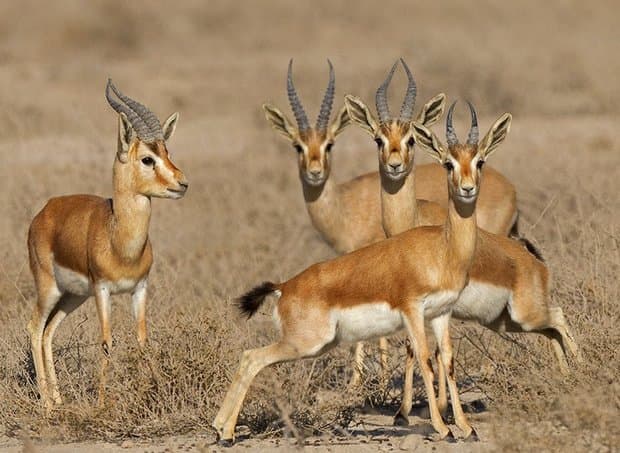 Bemo National Park - Shiraz-sepehrseir