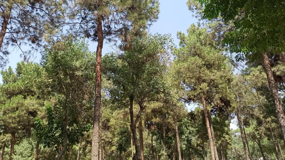 Valiasr Park, Shiraz