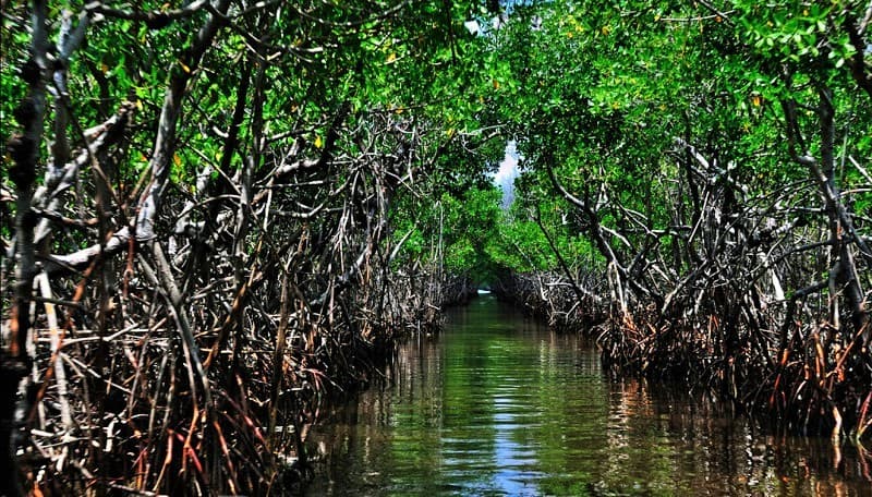 Qeshm mangrove-biosphere reserve