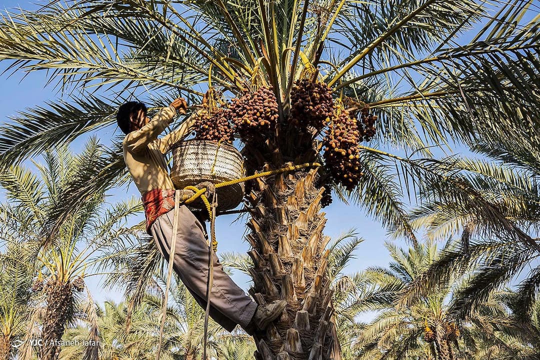 Bushehr-date-groves