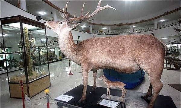 Kurdistan-Natural-Museum