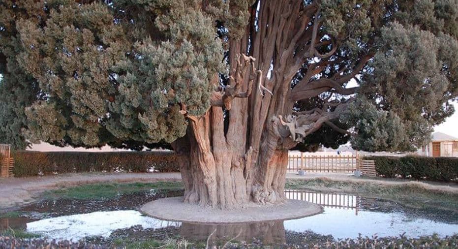 Sarv-Abarkooh-Yazd