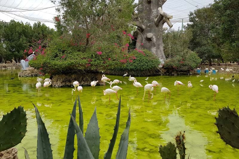  Kish Bird Garden