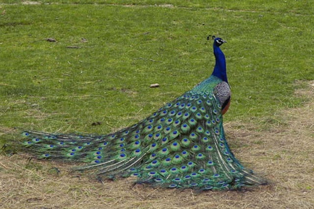 Bird Garden-Shiraz-sepehrseir