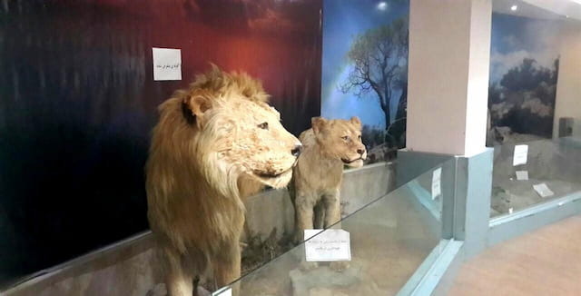 Kurdistan-Natural-Museum